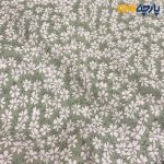 پارچه وال طرحدار کره ای گلریز زمینه سبز روشن گل سفید